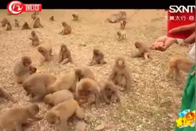 文旅大发现：原来猴子不光会爬树，这里的猴子爬峭壁如履平地