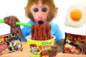 有趣的小猴子：吃货比比爱上了美味的火鸡面，它敢挑战特辣吗？视频封面