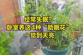 失眠睡不着？4种“助眠花”最适合卧室养，容易养，好处多视频封面