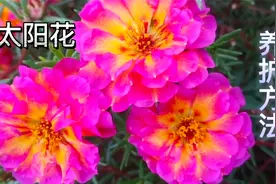 太阳花，花型像小型牡丹和莲花，制作一个棒棒糖形状简直不要太美视频封面