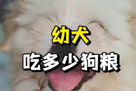 幼犬每天吃多少狗粮？不知道的看过来！视频封面