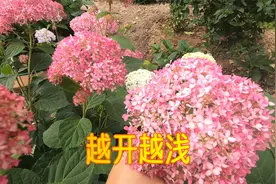粉色贝拉安娜绣球花，为什么越开越浅？实拍我家这棵看看吧！视频封面