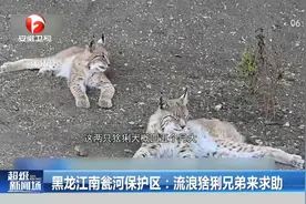 黑龙江南瓮河保护区：流浪猞猁兄弟来求助，爱心人士解囊相助视频封面