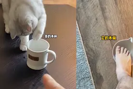 如何对付调皮小猫咪？主人用妙招“报复”猫咪，随后举动让人笑喷视频封面