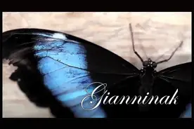 轻音乐《butterfly蝴蝶》保罗莫里哀乐队视频封面