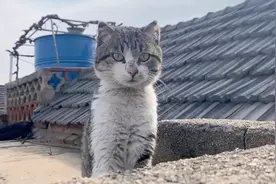 让全网猫咪炸毛的音频，看看田园猫听到后是什么反应！