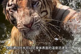 老虎为什么吐水视频封面