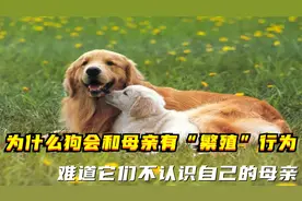 为什么狗会和母亲有“繁殖”行为？难道它们不认识自己的母亲？视频封面