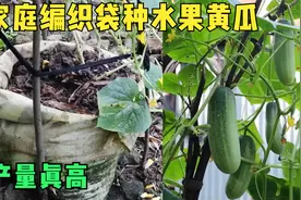小伙用编织袋种水果黄瓜，一个袋5颗苗，产量超高，全套技术分享视频封面