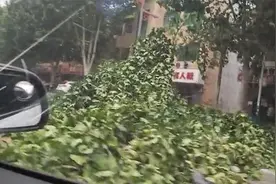 树木折断、单车倒地:河北邯郸发布大风橙色预警 局地可达10级以上视频封面