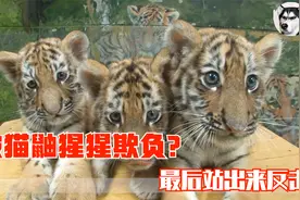3只幼崽被虎妈妈抛弃，连猫鼬猩猩都欺负它们，最后结局非常舒适视频封面
