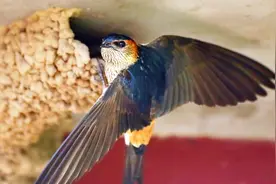 金腰燕筑巢全过程，垒泥时还会混上草根，太聪明了！视频封面