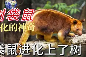进化上了树的袋鼠，濒危的树袋鼠，爬树能力如猴子视频封面