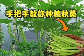 第一次尝试搭架种秋葵，没想到秋葵结这么多，每隔12天就能收一次视频封面