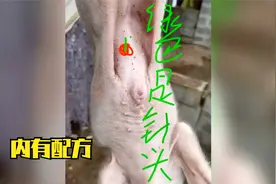 哺乳期仔猪拉稀脱水怎么办？腹腔补液配方分享给你，教你如何注射视频封面