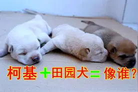 柯基和田园犬的混血小狗出生第十天，看看长的像谁？视频封面