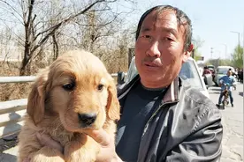 谁懂狗？看看这小金毛纯不纯？大爷要价450元，没买是不是亏了？视频封面