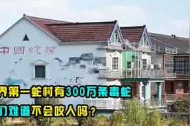 浙江有世界第一蛇村，300万条蛇与人同吃同住，它们难道不咬人？视频封面