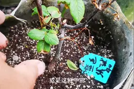 月季老桩发新芽就干枯了？如果养护没问题，就是苗有问题视频封面