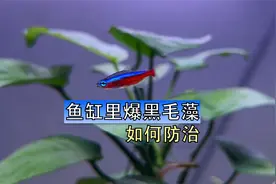 鱼缸里出现黑毛藻的原因和解决方法视频封面