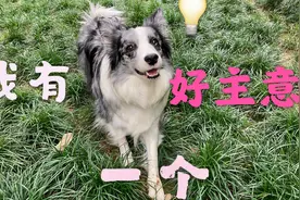 把玩具挂树上，考验狗狗，边牧：我只需智取视频封面