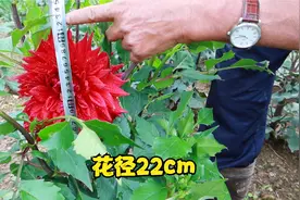 深山里的大丽花园 农民也爱大丽花啊 一个花径22cm视频封面