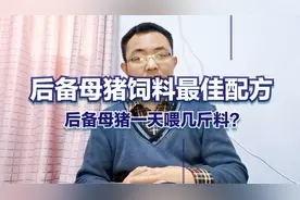 后备母猪饲养管理：后备母猪一天喂几斤料？后备母猪饲料最佳配方视频封面