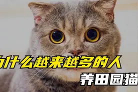 为什么越来越多的人养田园猫，看完它的优点，真是太香了视频封面