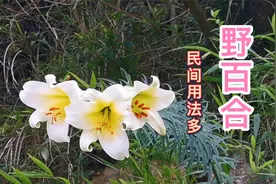 市场价八九十元一公斤的百合，你知道它的用途吗？睛睛为你分享！视频封面