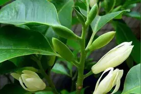 冬季想要养好白兰花，记住这几点，叶片油绿安全越冬视频封面