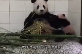 熊猫吃竹子一次次推开宝宝，突然想起娃是亲生的，神反转太可爱了视频封面