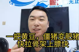 一把黄豆，僵猪变肥猪，快拉骨架上膘快！巧用黄豆肥猪长的快视频封面