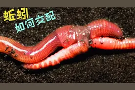 蚯蚓是如何交配繁殖的？视频封面