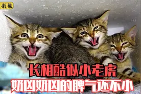 小流浪猫霸占了别人的家，它还奶凶奶凶的，把救援小哥手都抓破了视频封面