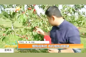 西安白鹿原樱桃集中上市，有机樱桃酸甜可口，价格高却供不应求视频封面