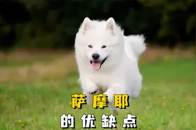 细数萨摩耶的优缺点，看完你还敢养吗？