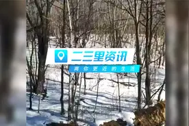 虎年第一天偶遇幼年东北虎，拍摄者：小老虎肉乎乎的可好看了视频封面