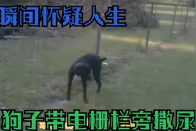 动物触电瞬间，狗子带电栏杆旁撒尿，触电瞬间怀疑人生，撒腿就跑视频封面