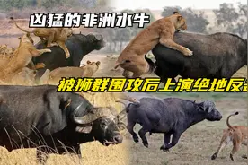 凶猛的非洲水牛，被狮群围攻后上演绝地反击，挑飞狮子成功脱逃视频封面