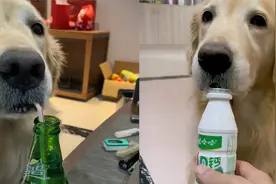 狗狗叼吸管插瓶内喝饮料，猛吸一口咽下眯眼享受：老板来瓶冰镇的视频封面