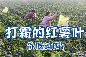 农村打霜后的红薯叶子不要扔了，摘来泡面条最好吃，你吃过吗？