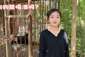 狗狗能喝酒吗？如果不小心喝了酒该怎么处理？佳佳的解答来啦