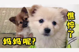 小狗崽盼着妈妈回家，听到动静望着门口，眼神透着憔悴