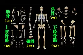 2分钟了解人体骨骼系统，快速记住人体骨骼，感兴趣的可以背诵视频封面