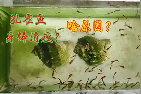 孔雀鱼养得头大身子小，是营养不良造成的，余月这样做效果还行