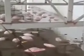 山西一养殖场700多头猪被淹死，现场曝光：猪泡在水里，无法处理视频封面