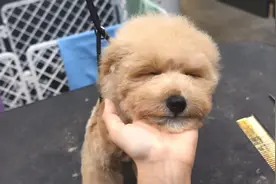 狗狗修剪造型大集合，比比谁最乖！