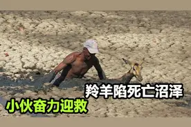 羚羊一头扎进淤泥，妄图挣扎脱困，没想到越陷越深，还好救兵来了视频封面