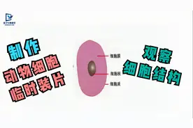 制作动物细胞临时装片，观察并学画人或动物细胞结构图视频封面