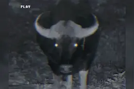 “现代版牛魔王”出没云南普洱：世界上体型最大的牛，已进行监测视频封面